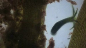 Движение гидры