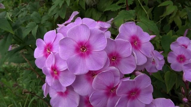 Флокс ЛАНДХОХЦАЙТ - обзор, описание, цветение, отзыв смотреть онлайн