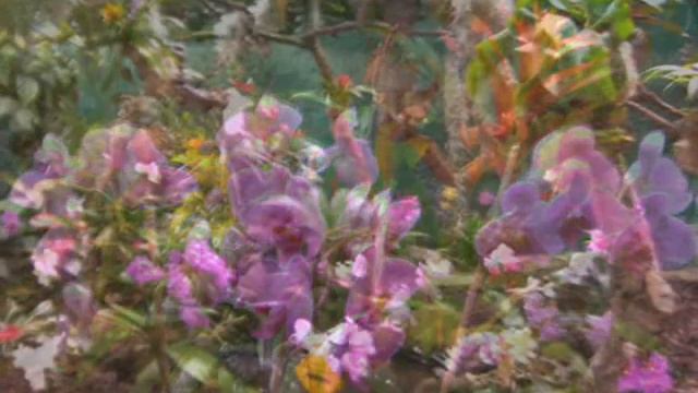 Fuchsia´s Baexem 2005 смотреть онлайн