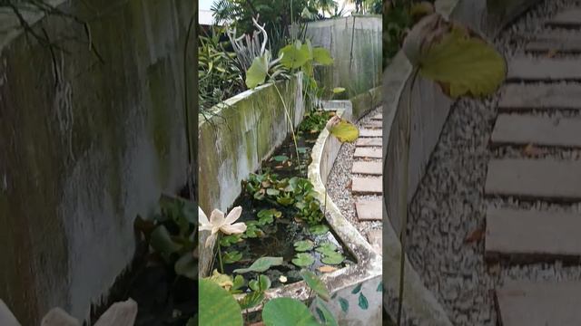 Sunday 5pm mimosa Park lakadlakad❤️❤️ смотреть онлайн