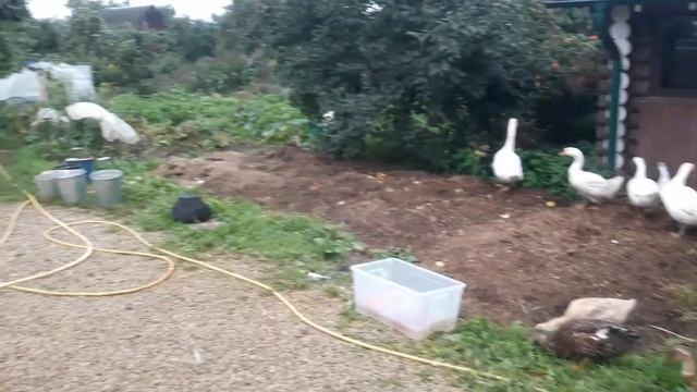 С первым днем осени!1 сентября. смотреть онлайн