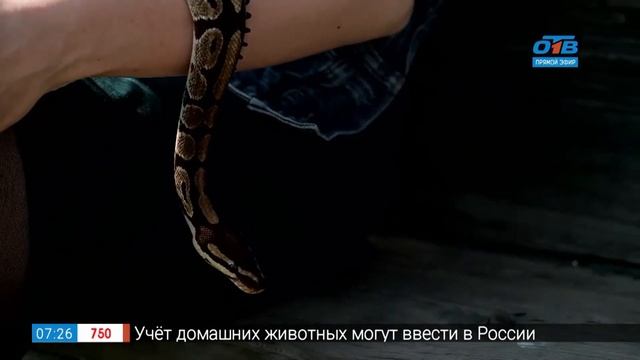 Забавные Мурчалки