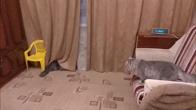 Мои маленькие котики. смотреть онлайн