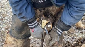 Обрезаем копыта лошади