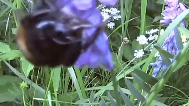 Шмель сьемка на природе первый раз