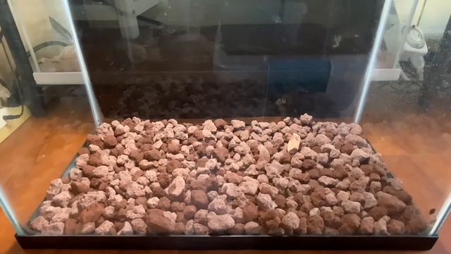 How To Build A Tropical Tarantula Habitat