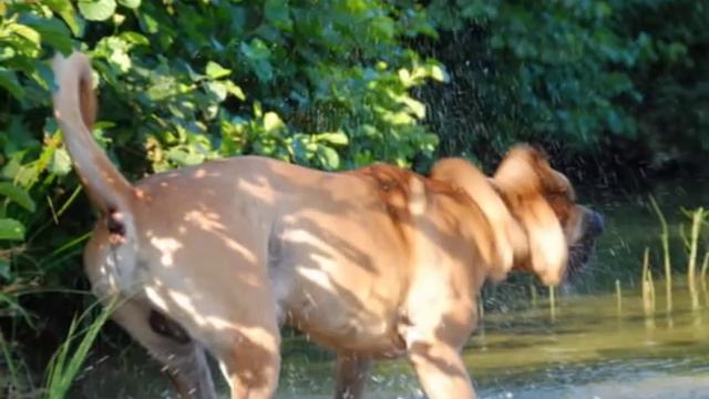 Канарский дог Рон 15 месяцев ( Dogo Canario ) смотреть онлайн