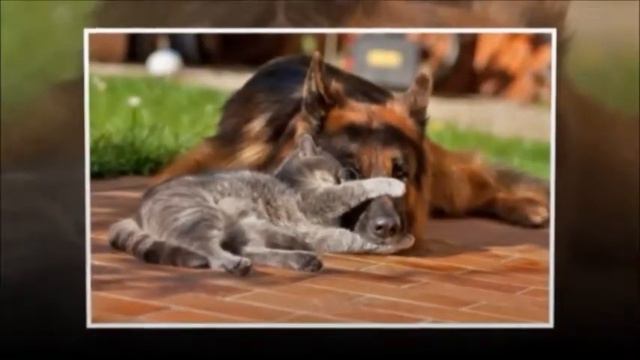 Верные друзья как кошка с собакой смотреть онлайн