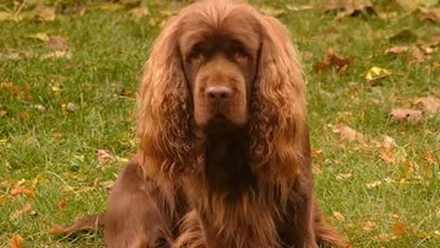 Маленькие собаки - 2 выпуск Породы собак смотреть онлайн