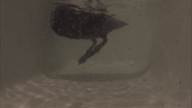Hidden Camera in the bath смотреть онлайн