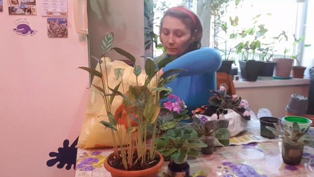 Дом в цветах// Пересаживаю фиалочки. смотреть онлайн