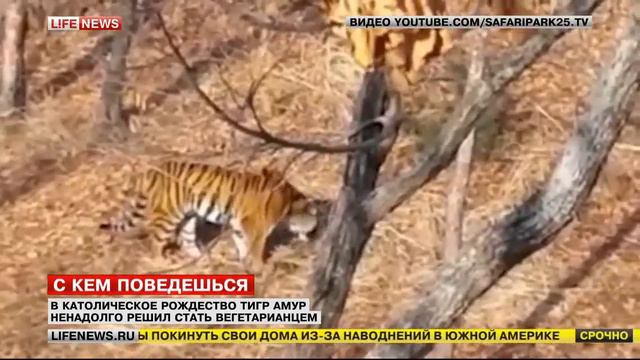 Тигр Амур в католическое Рождество решил стать вегетарианцем смотреть онлайн