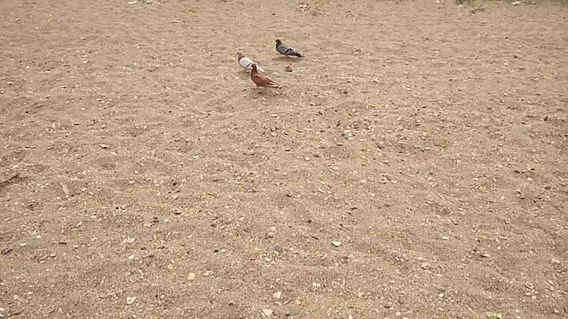 Коричневый голубь!? смотреть онлайн