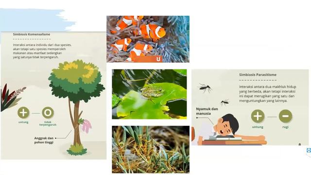 Biologi Kelas X - Ekologi || Seri Pembelajaran Daring смотреть онлайн