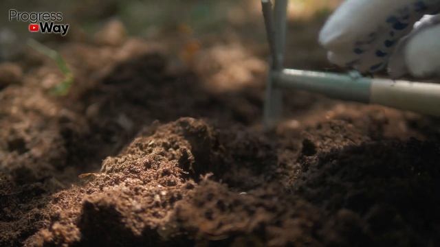 Хурма Из Косточки В Доме! Как Вырастить Хурму Из Семени! смотреть онлайн