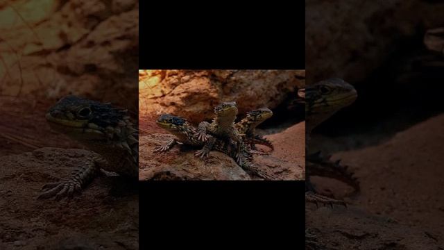 ящерица поясохвост