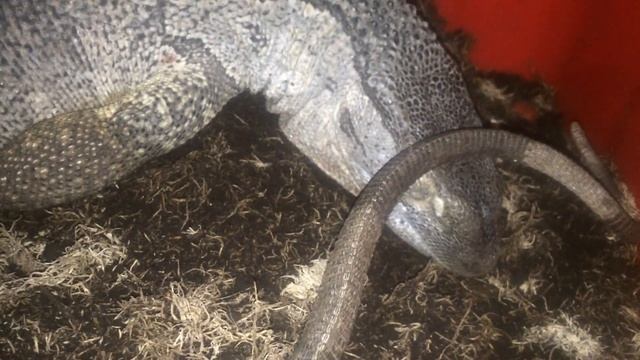 Крепкий сон варана смотреть онлайн