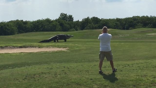 Giant Gator Walks Across Florida Golf Course | GOLF.com смотреть онлайн