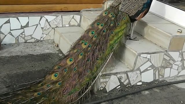 Содержание и Разведение Павлинов 3 часть/Ответы на вопросы смотреть онлайн