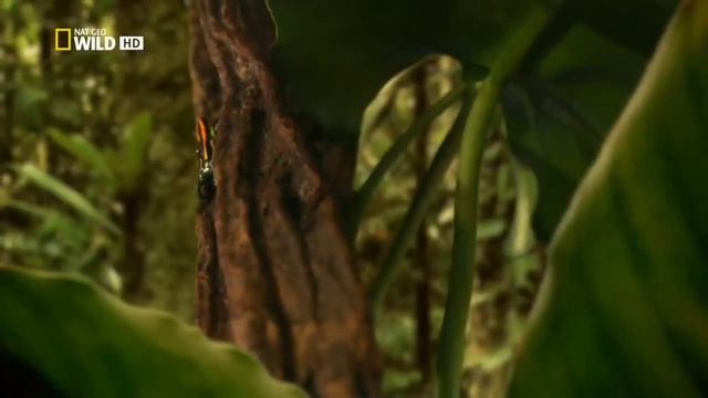 Дикие животные🐅🦁🐆 амазонка смотреть онлайн