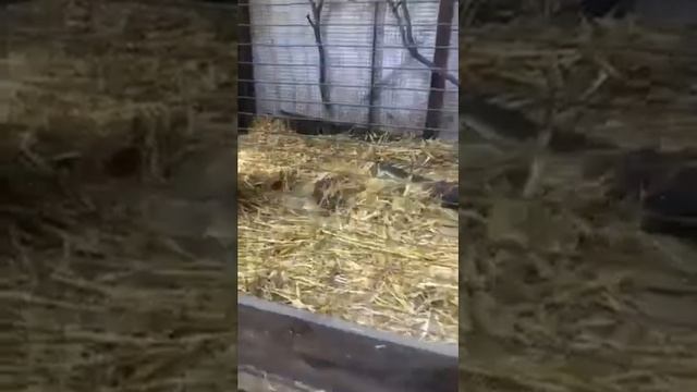 Очень чистоплотное животное Выдра смотреть онлайн