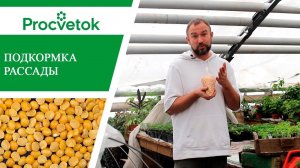 Рассада помидор, перцев, баклажанов. Подкормка рассады для богатого урожая.