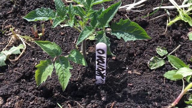 Томат Жиголо смотреть онлайн