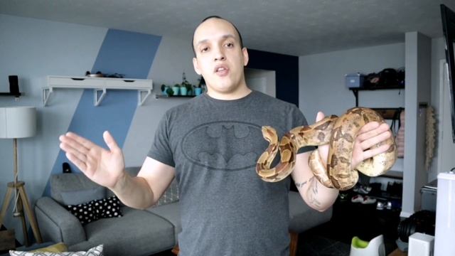 Boa Constrictor Complete Feeding Guide смотреть онлайн