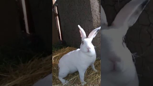 кролик порода рекс Rex quyonini tomosha qilamiz смотреть онлайн