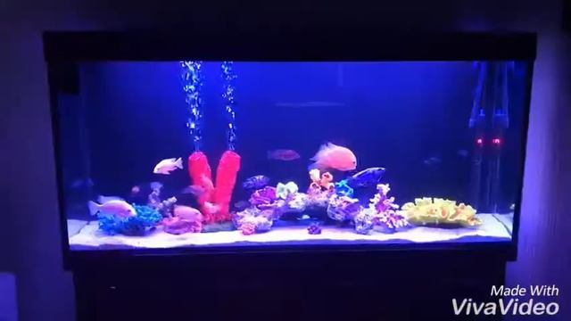 Аквариумы Люкс нижнекамск телефон 8 917 884 09 59 смотреть онлайн