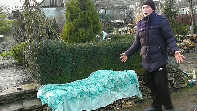 Обрезка самшита . Необычная живая изгородь. Топиарная обрезка. смотреть онлайн