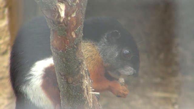 ПАРК ПТИЦ:БЕЛКА какая-то.))) смотреть онлайн