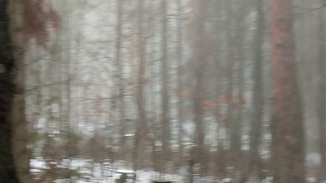 Сарапул. прогулки по туманному осеннему лесу в микрорайоне "Южный" смотреть онлайн