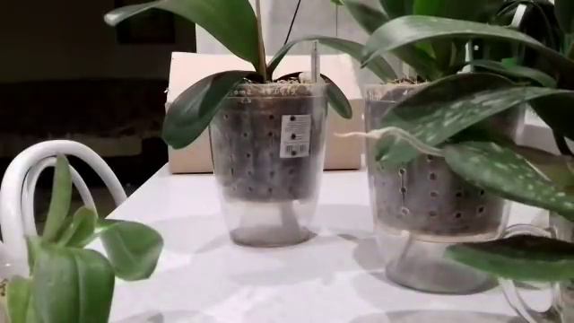 Орхидеи почтой. Новая посылка. 😉💞 смотреть онлайн