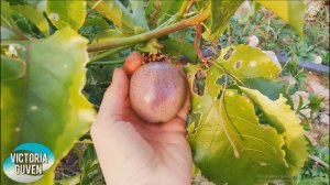 ПРОБУЕМ МАРАКУЙЯ ИЛИ ПАСИФЛОРА КАК ЕСТЬ И ГДЕ РАСТЕТ В ТУРЦИИ?