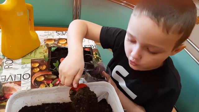 Пикировка перца смотреть онлайн