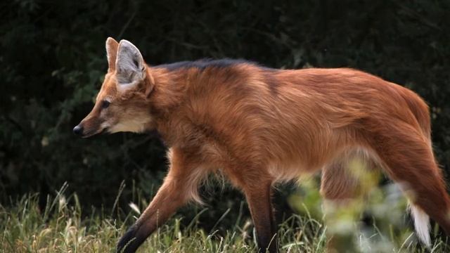 Lobo-Guará no RS? смотреть онлайн