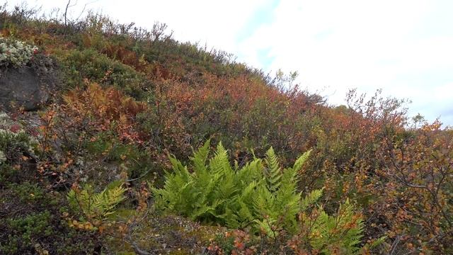 GIRL ALONE IN THE TUNDRA | hiking, harvesting berries, autumn смотреть онлайн