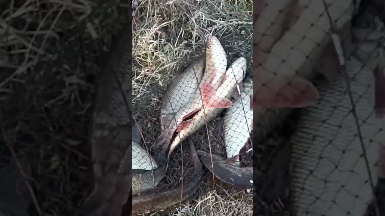 Донки+сало= результат смотреть онлайн