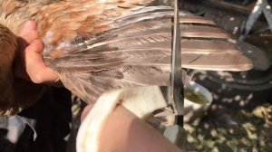 Зачем обрезать курице крылья