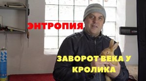 Почему воспалён и гноится глаз у крольчонка