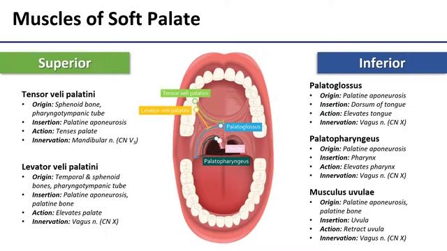 Soft Palate смотреть онлайн