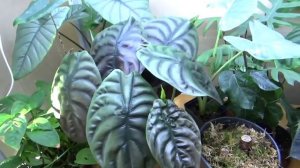 Омоложение Алоказии.   Сколько листьев на  Алоказиях бывает?