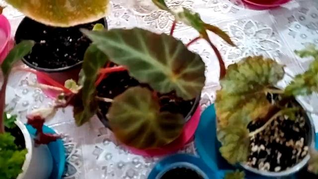 Комнатные растения. смотреть онлайн