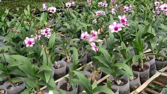 BUNGA ANGGREK DENDROBIUM смотреть онлайн