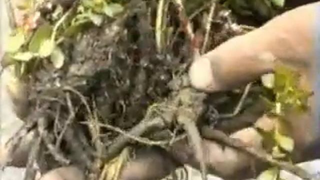 Кодар-97. Часть 2. смотреть онлайн