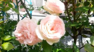 Плетистая роза Индиголетто и Пьер де Ронсар