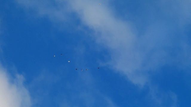 Полет Николаевских голубей.