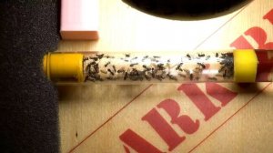 Заселение муравьёв Lasius Niger в формикарий Direct