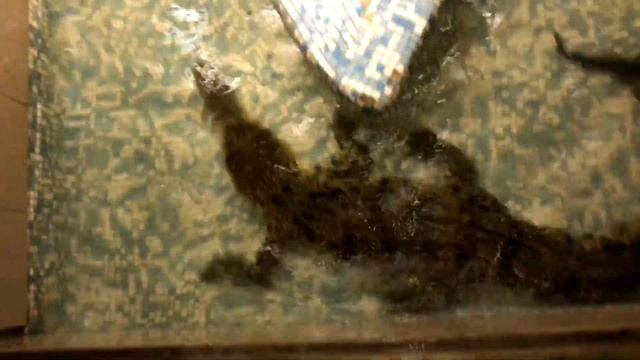 КАК НЕЛЬЗЯ ПОДХОДИТЬ К КРОКОДИЛУ! Действительно ли заходить к крокодилу с хвоста безопаснее? смотреть онлайн